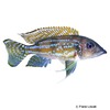 Gnathochromis permaxillaris Permax-Tanganjikabuntbarsch