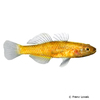 Mugilogobius rexi Zitronengrundel