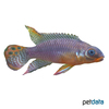 Pelvicachromis kribensis 'Lokoundje' Streifenprachtbarsch Lokoundje