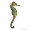 Hippocampus kuda Gewöhnliches Seepferdchen