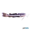 Phractocephalus hemioliopterus Rotflossen-Antennenwels