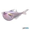 Carnegiella myersi Zwerg-Glasbeilbauchfisch