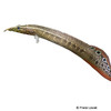 Macrognathus aculeatus 'Red Fin' Augenfleckstachelaal-Red Fin