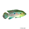 Rubricatochromis sp. 'Neon Blau' Juwelenbuntbarsch Neon Blau