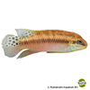 Enigmatochromis lucanusi Blauer Prachtbuntbarsch
