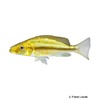 Dimidiochromis compressiceps 'Gold' Goldener Messerbuntbarsch