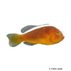 Amphiprion sandaracinos Oranger Anemonenfisch