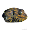 Arothron stellatus Riesenkugelfisch