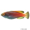 Cirrhilabrus lineatus Lavendel-Zwerglippfisch