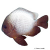 Dascyllus albisella Hawaii-Preußenfisch