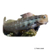 Ecsenius yaeyamaensis Yaeyama-Schleimfisch