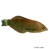 Halichoeres marginatus Prachtregenbogen-Lippfisch