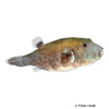 Arothron caeruleopunctatus Blaupunkt-Kugelfisch