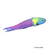 Thalassoma amblycephalum Zweifarben-Lippfisch