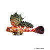 Synchiropus stellatus Stern-Mandarinfisch