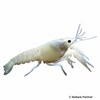 Procambarus clarkii Louisiana-Flusskrebs Ghost