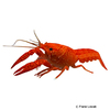 Procambarus clarkii Louisiana-Flusskrebs Marlboro Red