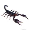 Heterometrus laoticus Schwarzer Laos-Skorpion
