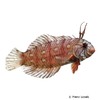 Novaculichthys taeniourus Bäumchen-Lippfisch