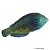 Macropharyngodon cyanoguttatus Blaupunkt-Lippfisch