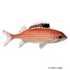 Sargocentron coruscum Riff-Husarenfisch