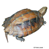 Cuora mouhotii Dreikiel-Scharnierschildkröte