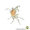 Limnopilos naiyanetri Thai Mikrokrabbe