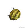 Clithon corona 'Sun' Geweihschnecke Sun