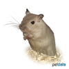 Meriones unguiculatus Mongolische Rennmaus Beige