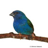 Erythrura tricolor Blaugrüne Papageiamadine
