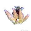 Acropora gemmifera Kleinpolypige Steinkoralle (SPS)