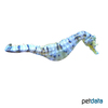 Hippocampus abdominalis Topfbauch-Seepferdchen