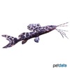 Perrunichthys perruno Leopard-Antennenwels