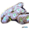 Blastomussa merleti Ananas-Koralle (LPS)