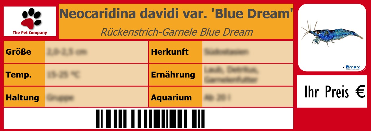 Neocaridina davidi var. 'Blue Dream' Rückenstrich-Garnele Blue Dream 105 x 38 mm