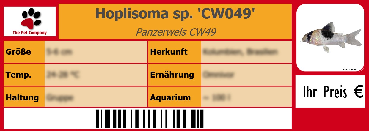 Hoplisoma sp. 'CW049' Panzerwels CW49 105 x 38 mm
