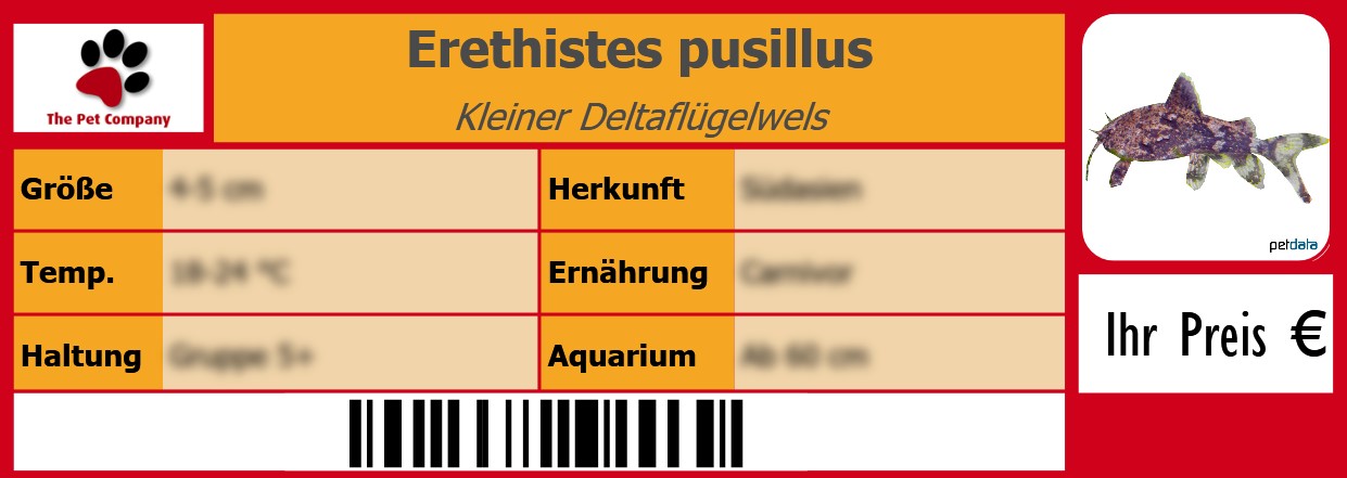 Erethistes pusillus Kleiner Deltaflügelwels 105 x 38 mm