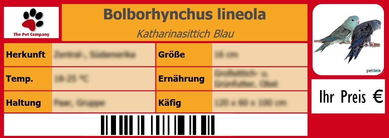 Bolborhynchus lineola Katharinasittich Blau 105 x 38 mm