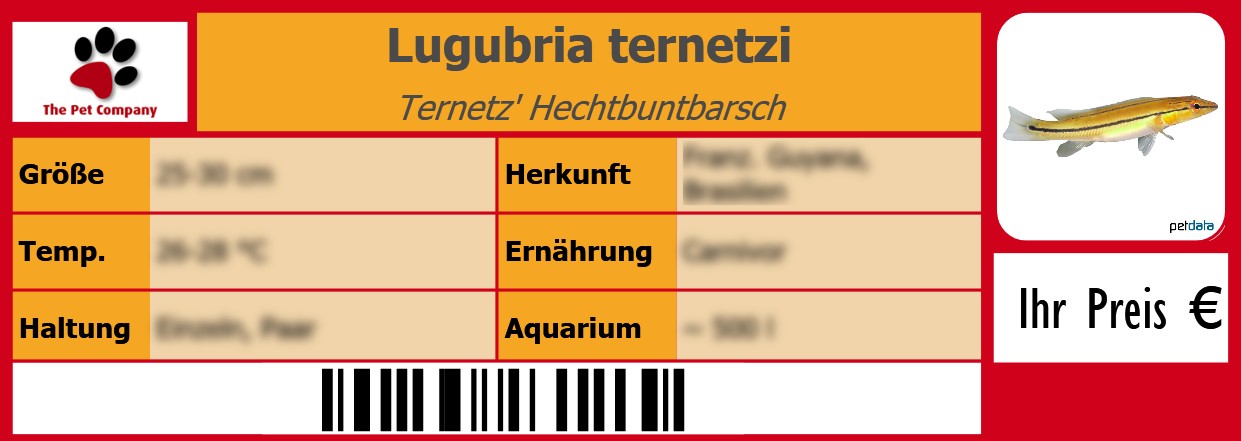 Lugubria ternetzi Ternetz' Hechtbuntbarsch 105 x 38 mm
