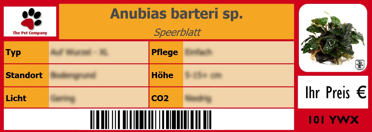 Anubias barteri sp. Speerblatt 105 x 38 mm