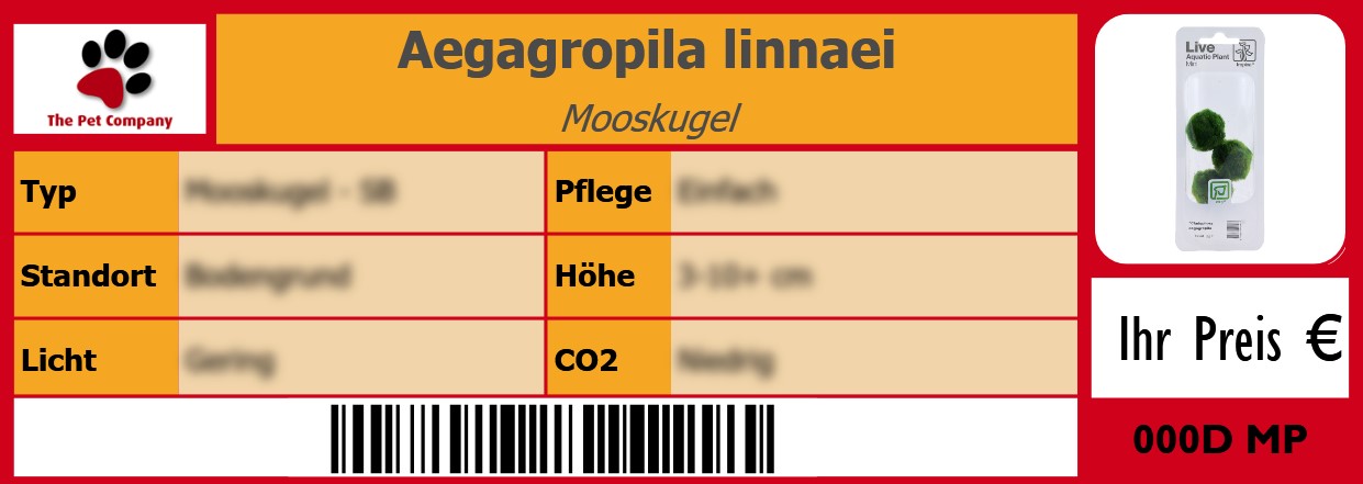 Aegagropila linnaei Mooskugel 105 x 38 mm