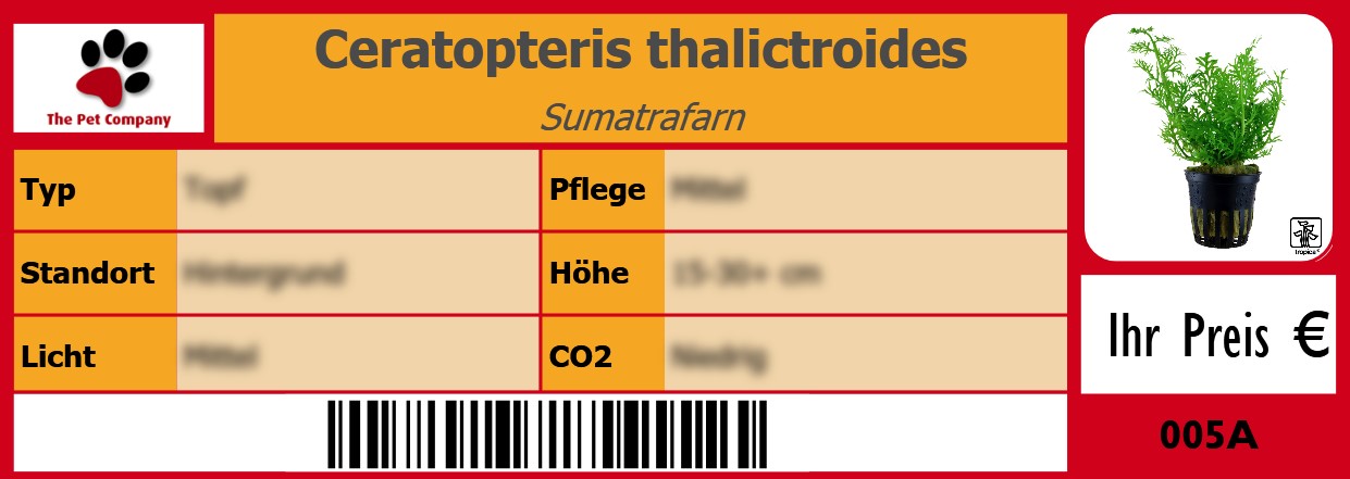 Ceratopteris thalictroides Sumatrafarn 105 x 38 mm