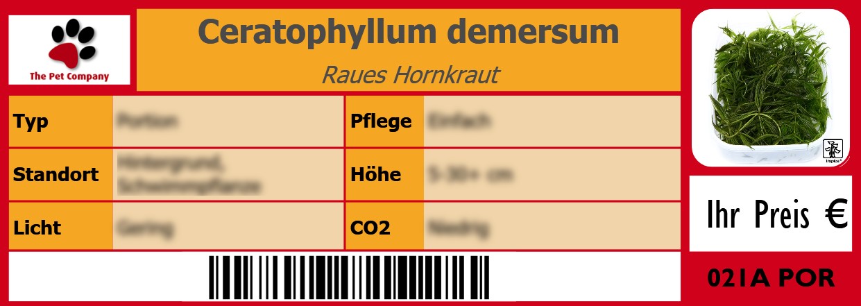 Ceratophyllum demersum Raues Hornkraut 105 x 38 mm