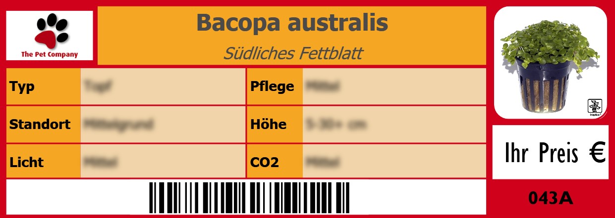 Bacopa australis Südliches Fettblatt 105 x 38 mm