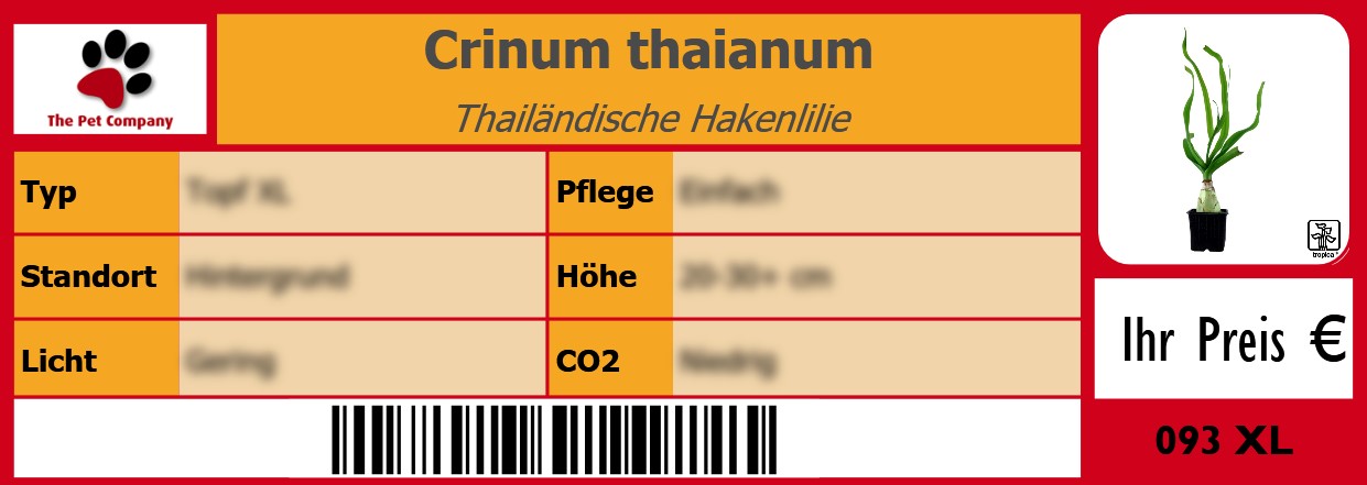 Crinum thaianum Thailändische Hakenlilie 105 x 38 mm