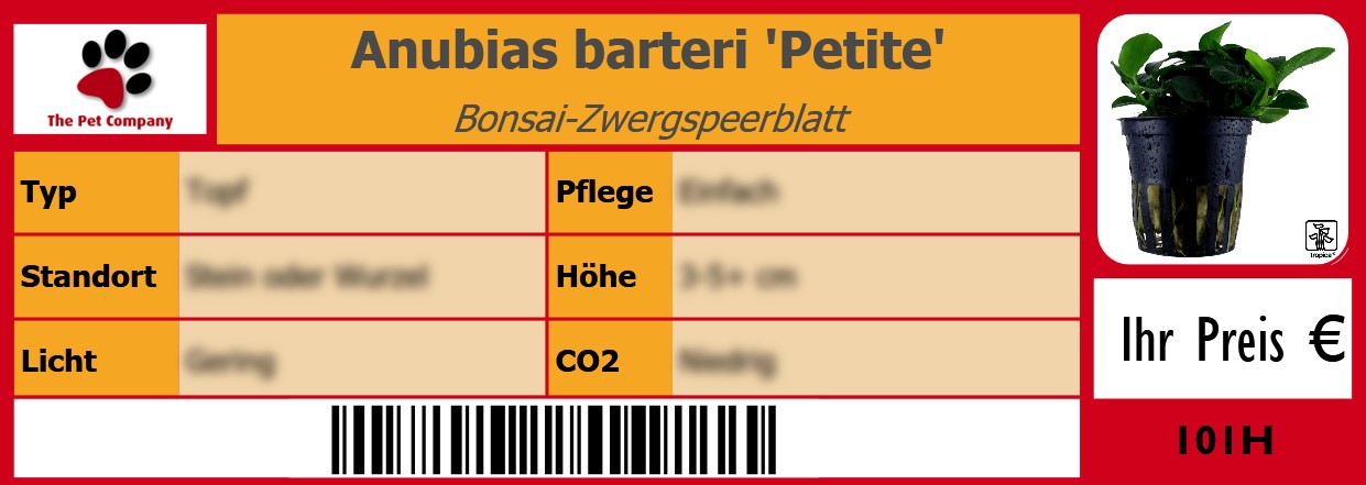Anubias barteri 'Petite' Bonsai-Zwergspeerblatt 105 x 38 mm
