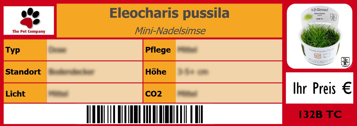 Eleocharis pussila Mini-Nadelsimse 105 x 38 mm