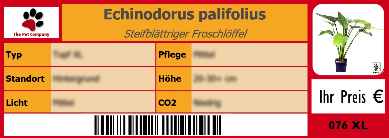 Echinodorus palifolius Steifblättriger Froschlöffel 105 x 38 mm