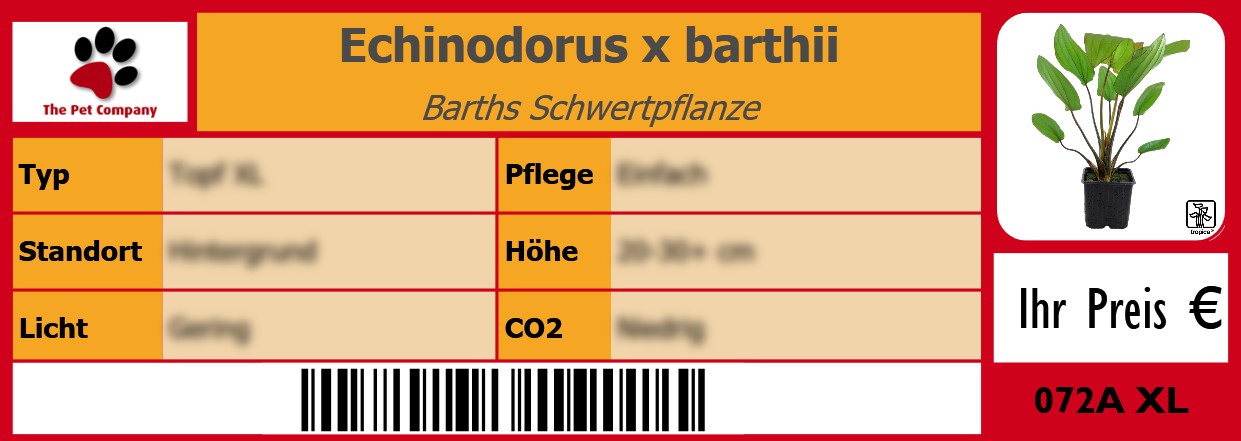 Echinodorus x barthii Barths Schwertpflanze 105 x 38 mm