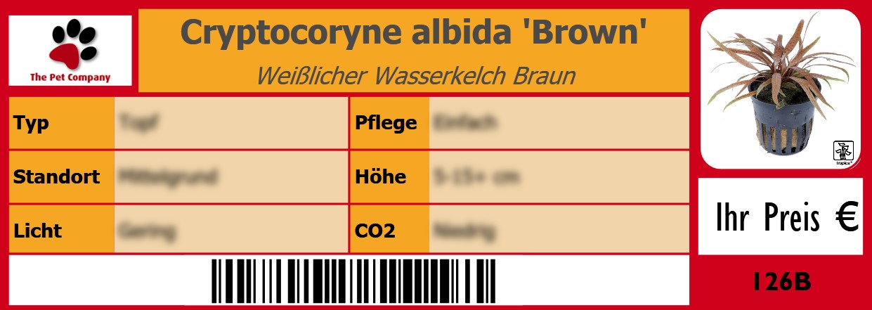 Cryptocoryne albida 'Brown' Weißlicher Wasserkelch Braun 105 x 38 mm